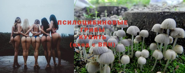 стаф Алзамай